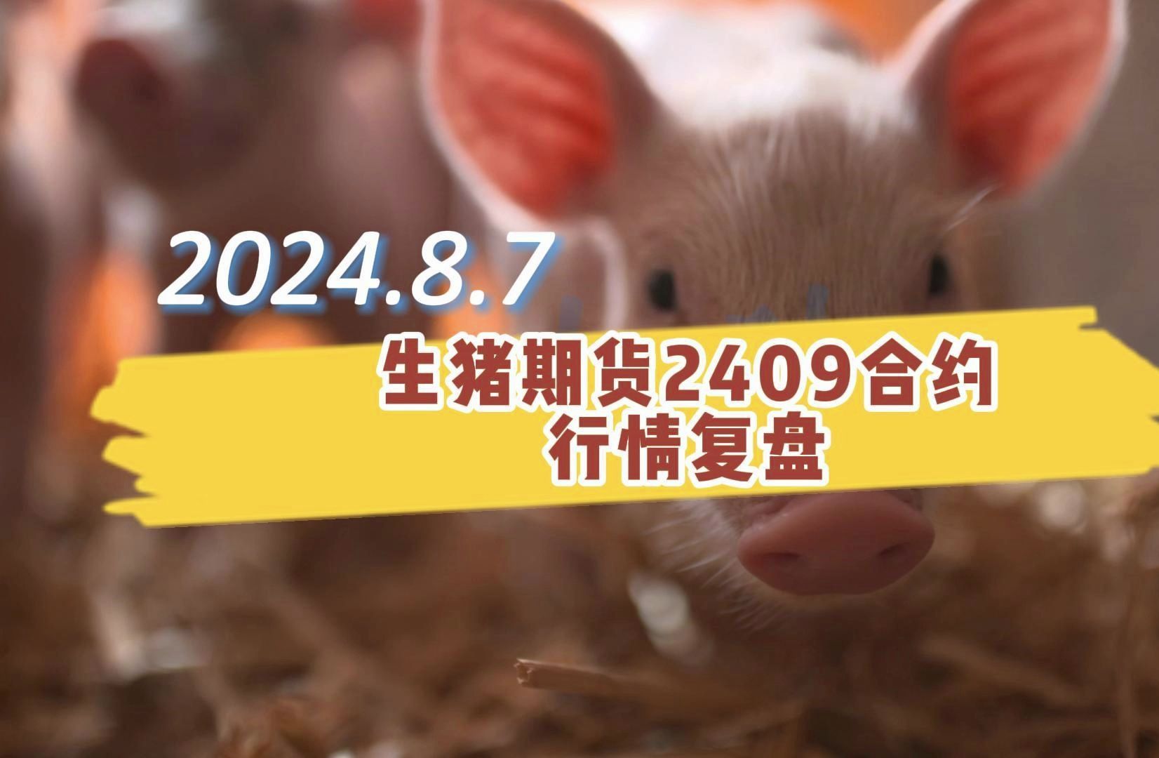 （2024年12月26日）今日生猪期货最新价格查询