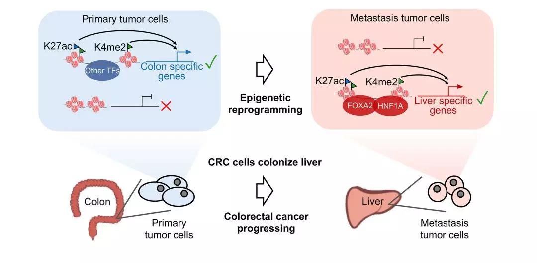 新研究揭示癌症研究模型可能存在“隐患”