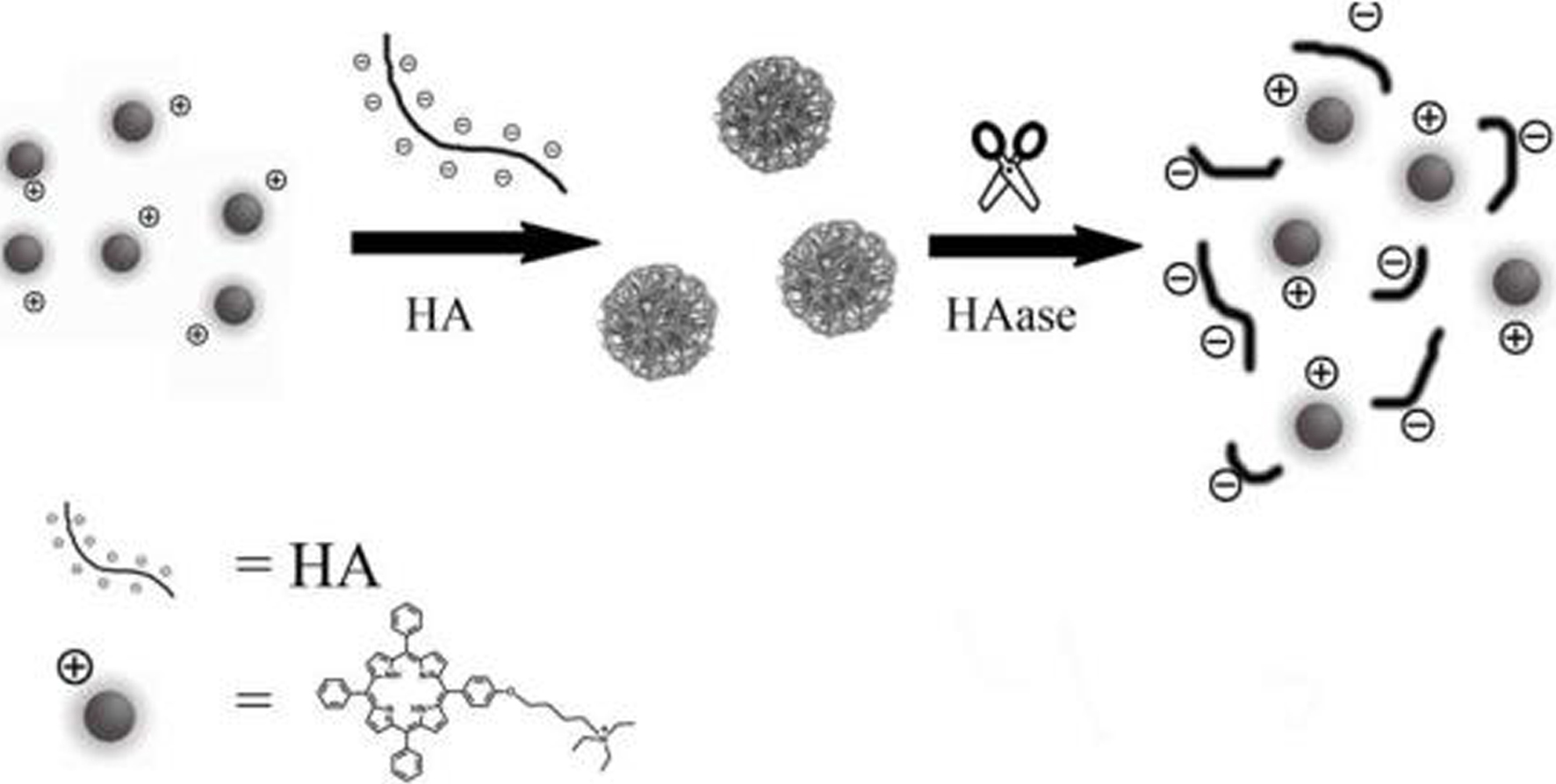 三诺生物获得发明专利授权：“一种碱性磷酸酶标记结合物的保存液及其制备方法”