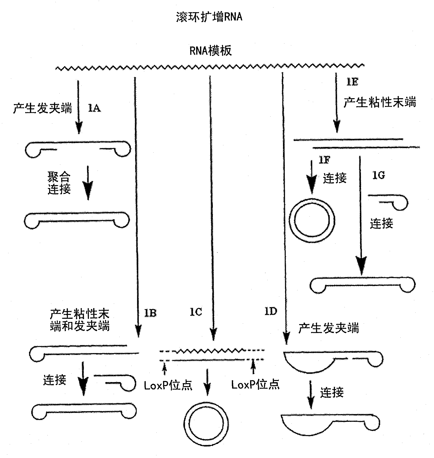成都先导公布国际专利申请：“修饰的核苷酸单体及其用途”