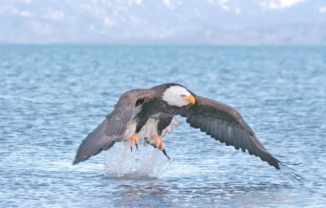 美国首次认可印度出口的海产品符合美国《海洋哺乳动物保护法》标准