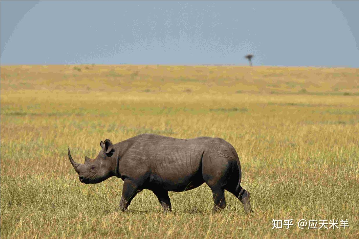 科研团队揭示脊椎动物“再二倍化”演化机制