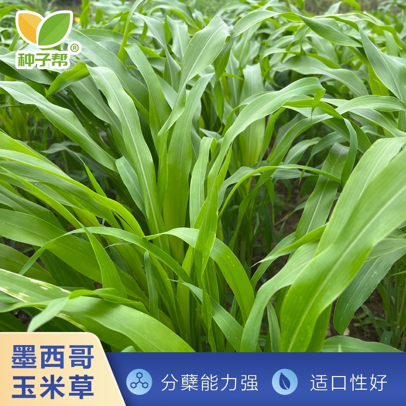 蒙草生态获得实用新型专利授权：“一种牧草种子收获机”