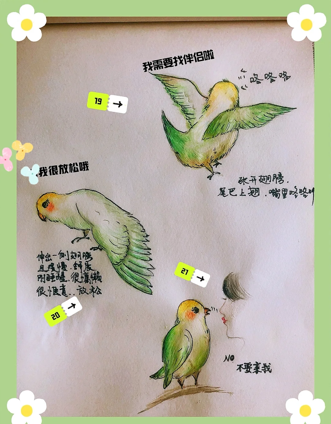 野生鹦鹉会通过社会学习迅速接受未知食物