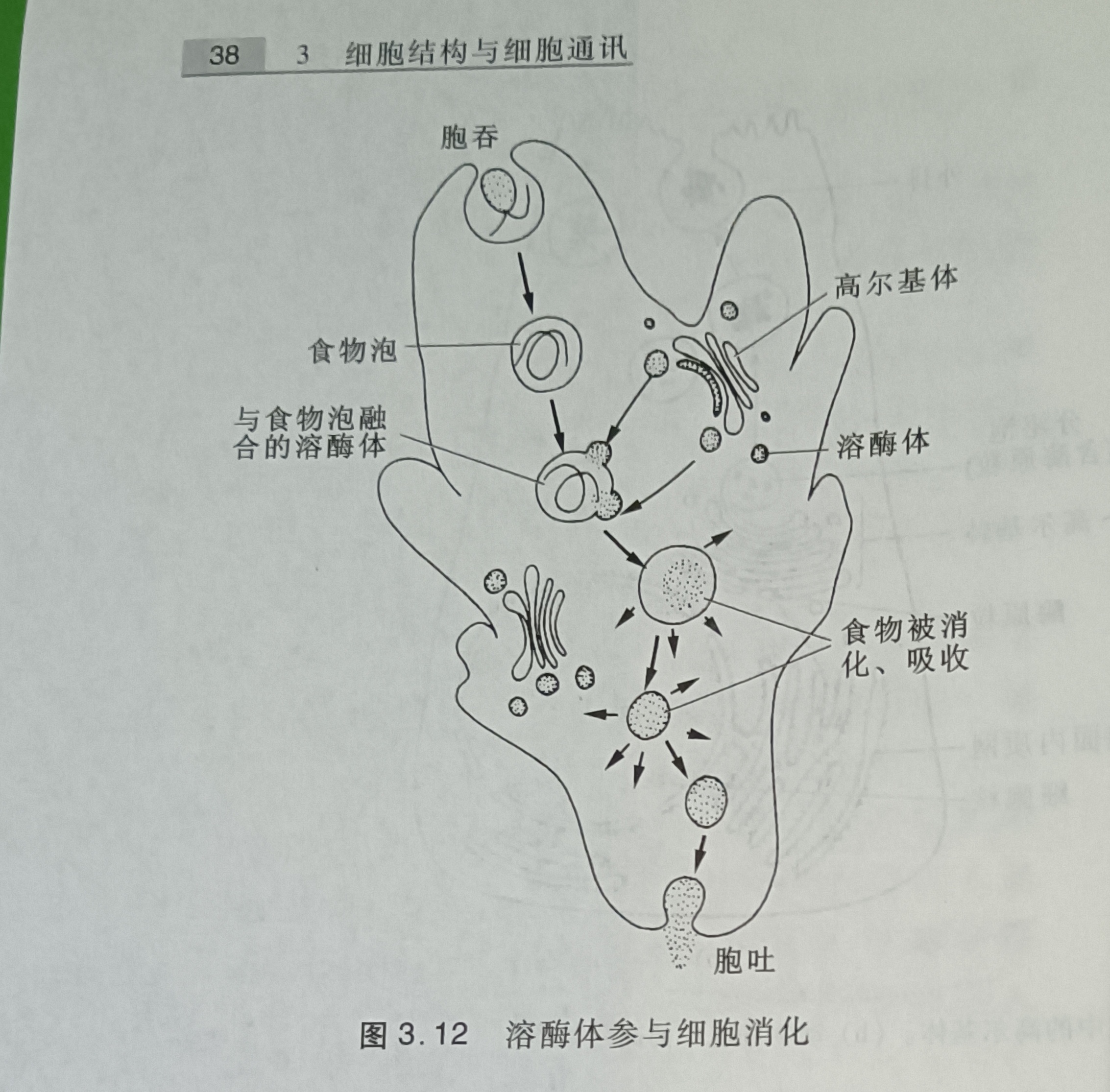 傲农生物获得发明专利授权:“基于萤火虫荧光素酶的大肠杆菌细胞超声破碎的定量方法”