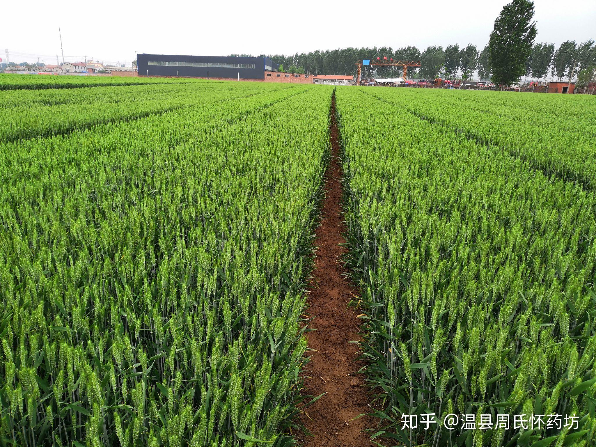 贝斯美:农药行业向绿色、高效、低毒、低残留转型,对公司是明确的利好